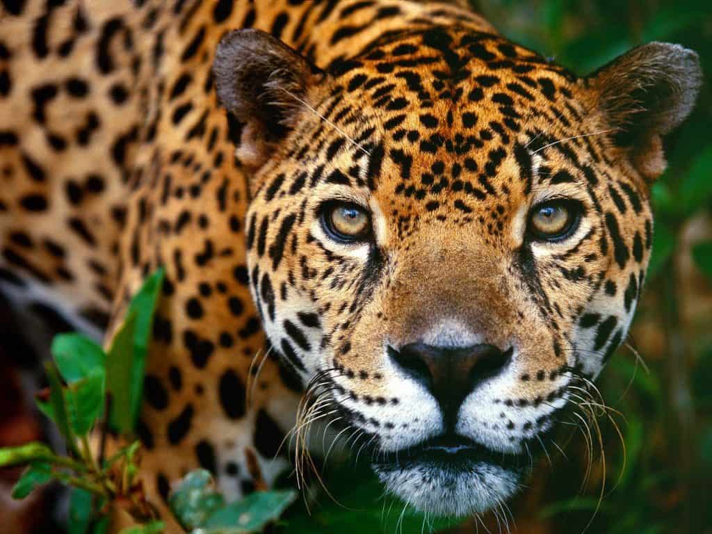 Jaguar Belize