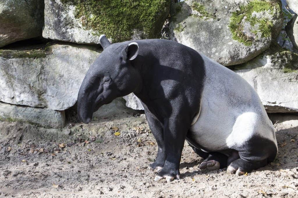 Tapir Belize