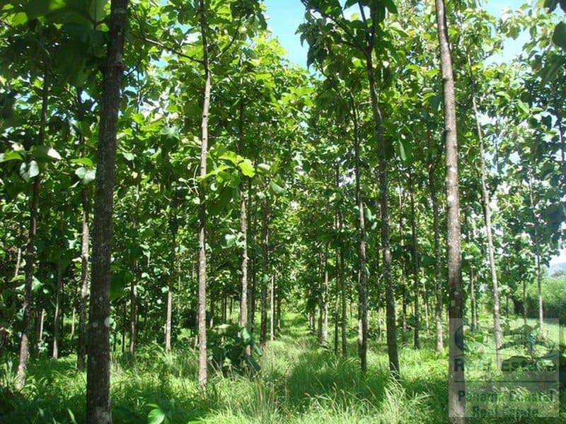 A bunch of Teak hardwood