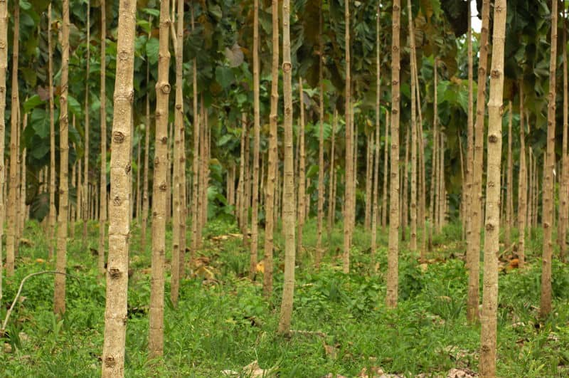 Nicaraguan Teak