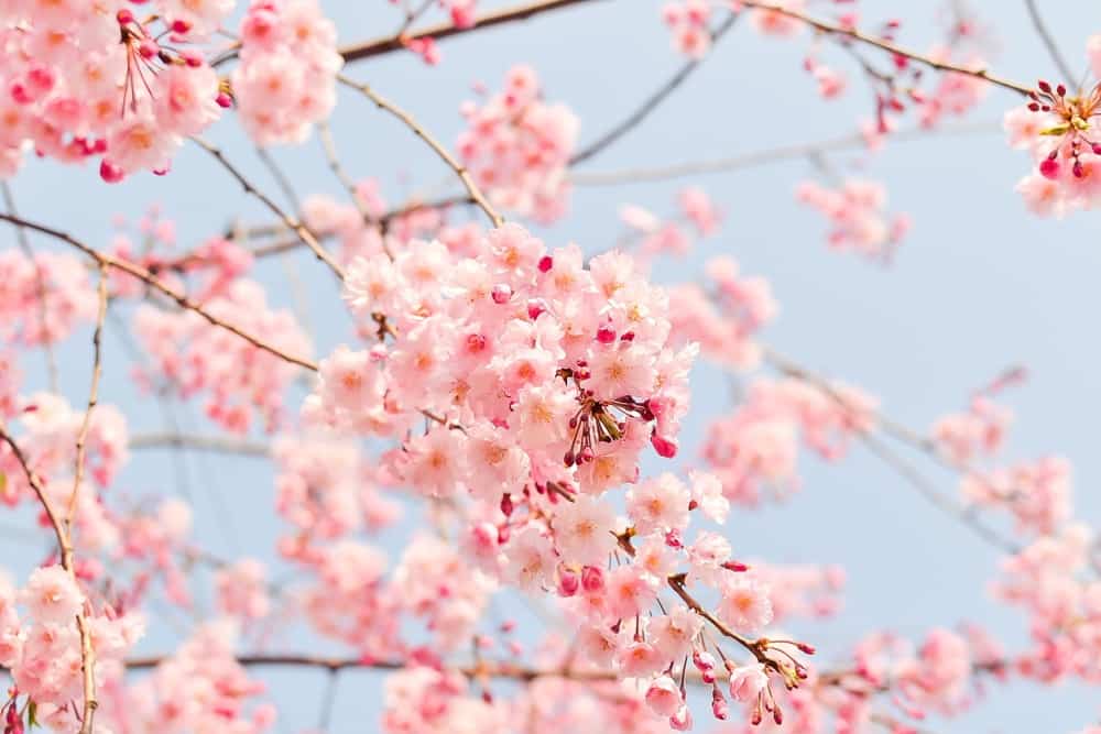 cherry blossoms with the blue sky behind