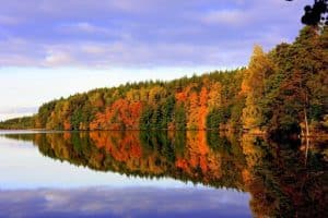 Beautiful fall trees in Estonia