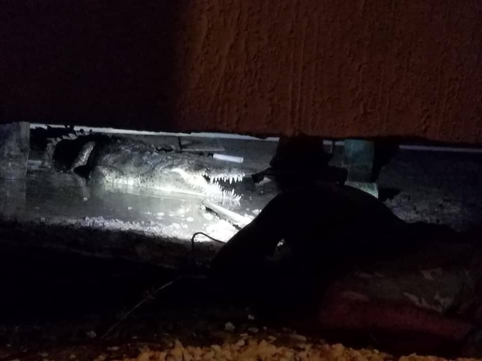 night croc rescue
