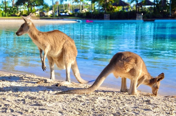 kangaroos in Australia