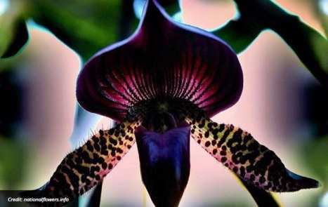 Land of the Black Orchid by Dr. Jack Wheeler