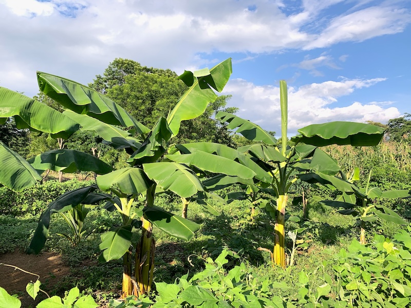 Papaya trees in Nicaragua