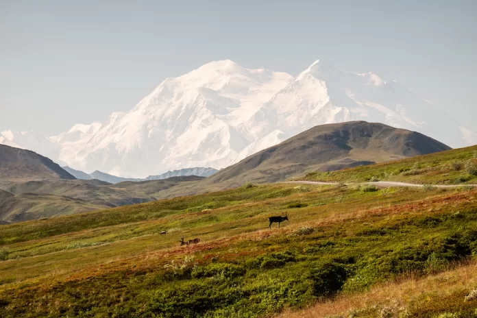 Caribou in front of Denali Mountain. All photos courtesy of the author. Caribou in front of Denali Mountain.