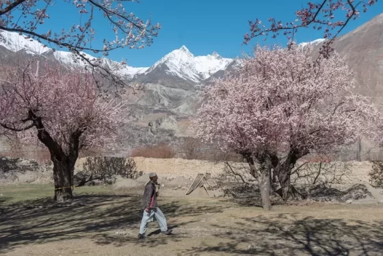 Our hostel orchard in spring.