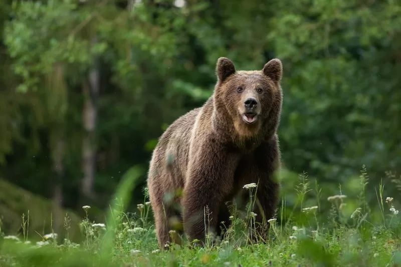 Romania’s wild bear