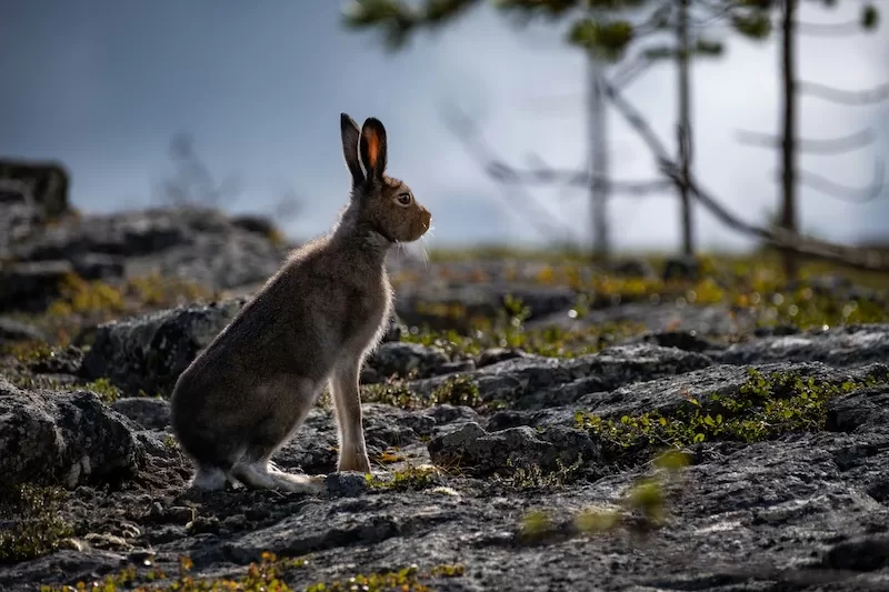 Wildlife thrives across Scandinavia’s untouched landscapes.