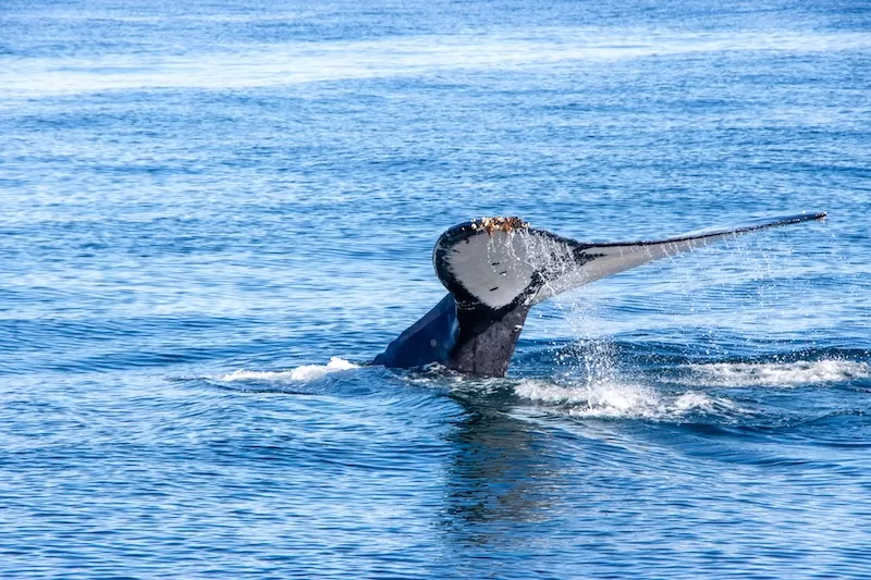 Where wild whales meet wine country—Hermanus is South Africa’s best-kept coastal secret.