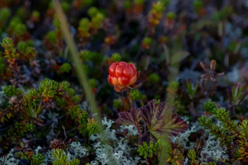 Foraged ingredients reflect Scandinavia’s seasonal, sustainable approach to food. 
