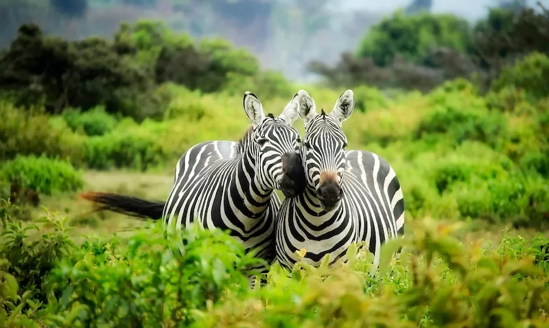 Encounter spectacular wildlife in Rwanda’s lush highlands.