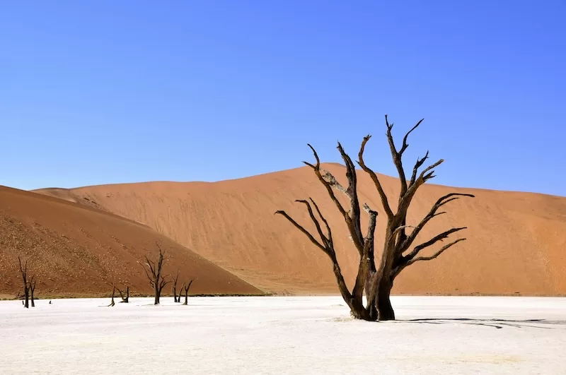 Where red dunes roll into the Atlantic—Namibia’s desert is endlessly cinematic.