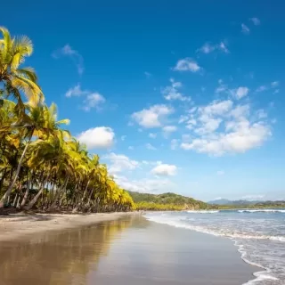 Palm trees sway under a blue summer sky on Costa Rica’s Nicoya Peninsula.
