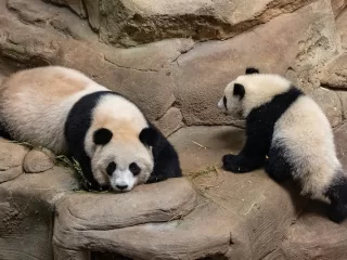 Hong Kong’s baby pandas named Jia Jia and De De in public ceremony.