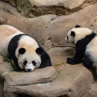 Hong Kong’s baby pandas named Jia Jia and De De in public ceremony.