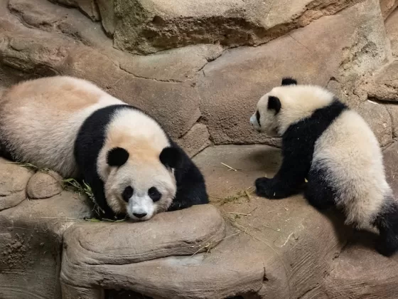 Hong Kong’s baby pandas named Jia Jia and De De in public ceremony.