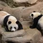 Hong Kong’s baby pandas named Jia Jia and De De in public ceremony.