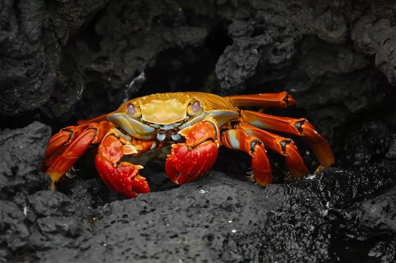 Protected hermit crabs seized in Japanese airport smuggling bust.