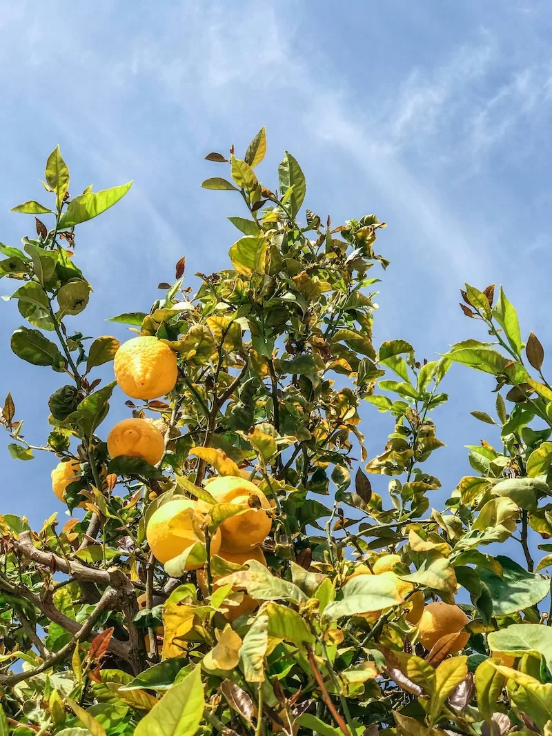 The lemon tree still stands as a living memory of love, and the quiet joy of staying.