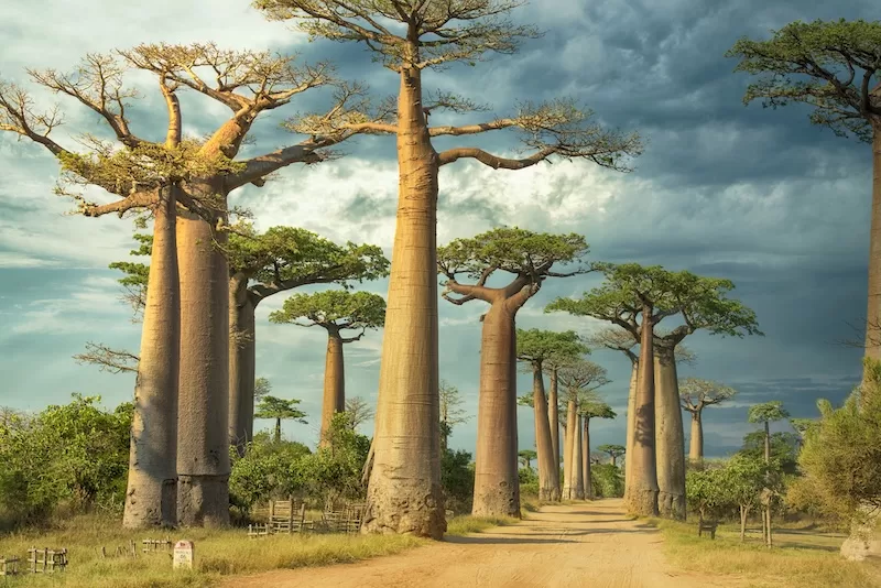 Avenue de Baobab in western Madagascar, The Alien Island