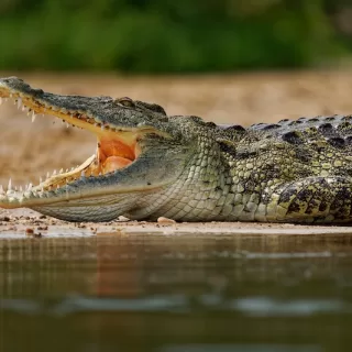 Ross Cribb has made mission to protect Jamaica’s endangered American crocodiles