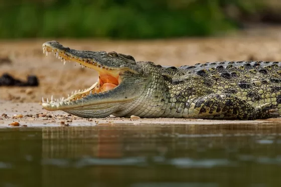 Ross Cribb has made mission to protect Jamaica’s endangered American crocodiles