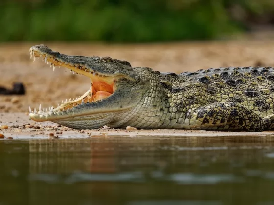 Ross Cribb has made mission to protect Jamaica’s endangered American crocodiles