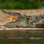 Ross Cribb has made mission to protect Jamaica’s endangered American crocodiles