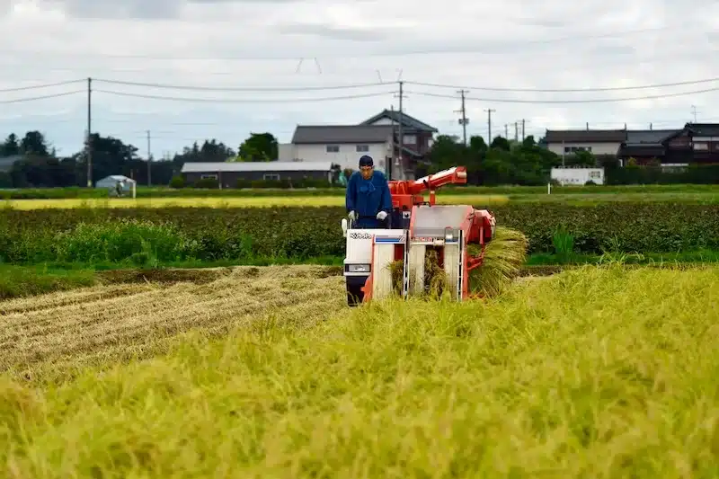 Japanese farmers struggle with tough harvest
