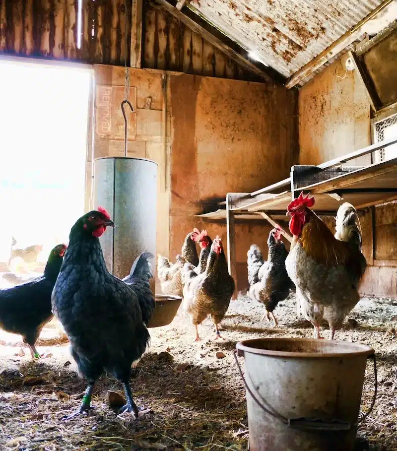 The chickens arrived early, long before the house was finished.