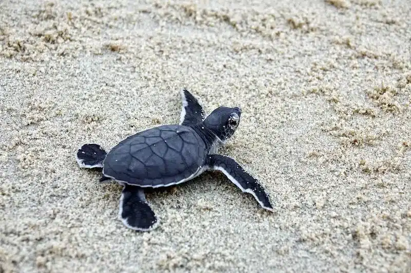 Mexico’s Baja California