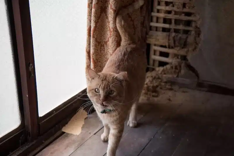 One of their three rescue pets, all adopted from the local area