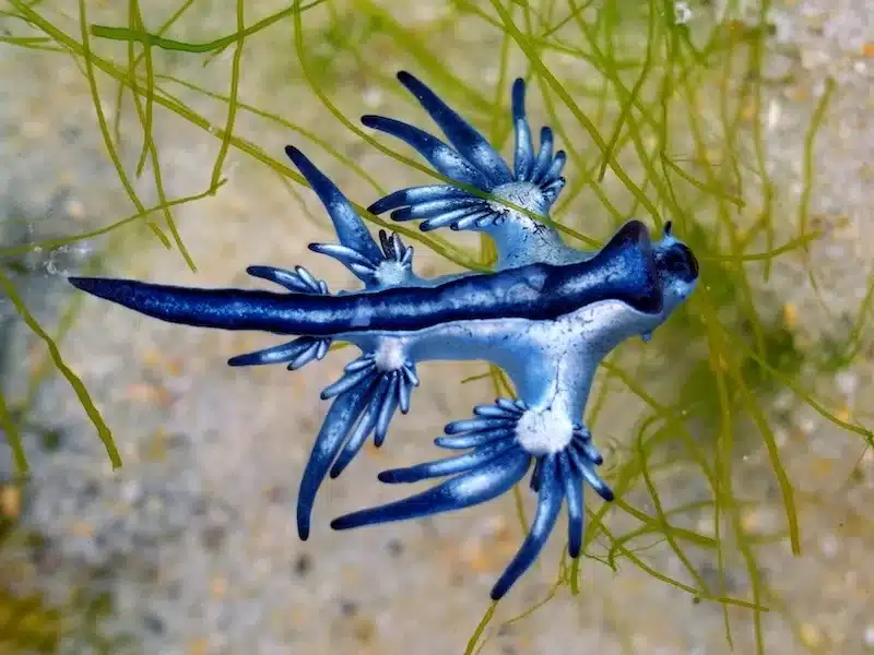 The iridescent blue dragon glides on surface waters