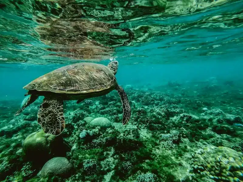 Scientists work to restore coral reefs along Australia’s warming coast.