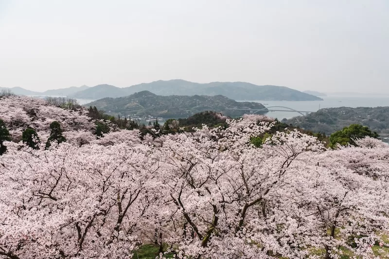 Ōmishima in bloom a quiet island of mountains, sea, and stillness