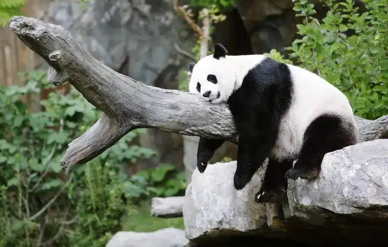 Final four pandas back to China