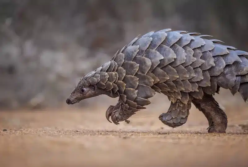 A rescued pangolin in Zimbabwe