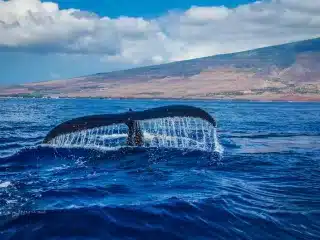 Scotland has reported a dramatic rise in whale and dolphin strandings.