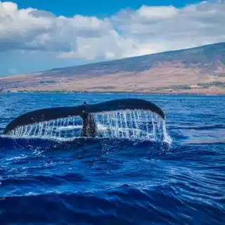 Scotland has reported a dramatic rise in whale and dolphin strandings.
