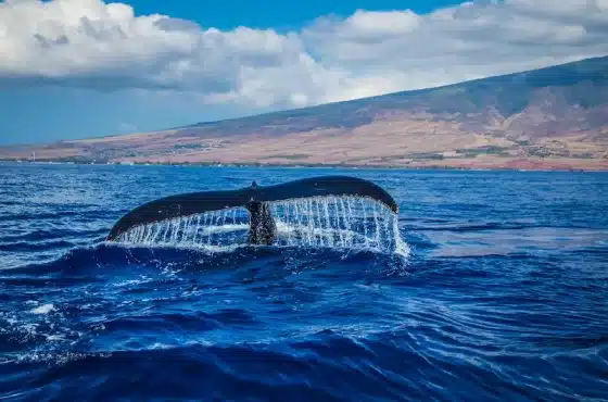 Scotland has reported a dramatic rise in whale and dolphin strandings.