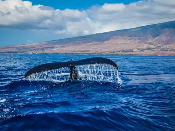Scotland has reported a dramatic rise in whale and dolphin strandings.
