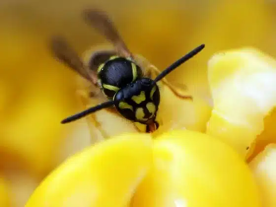 Scientists argue wasps deserve more credit in the natural world