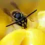 Scientists argue wasps deserve more credit in the natural world