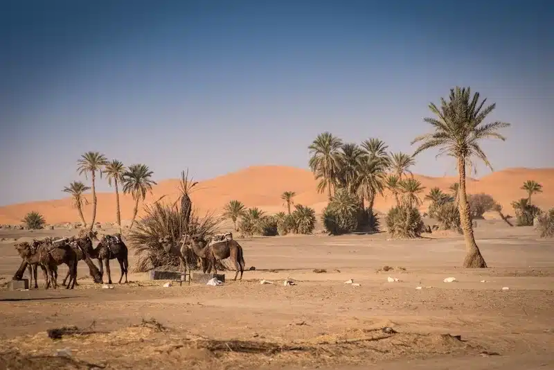 Western Sahara Travel