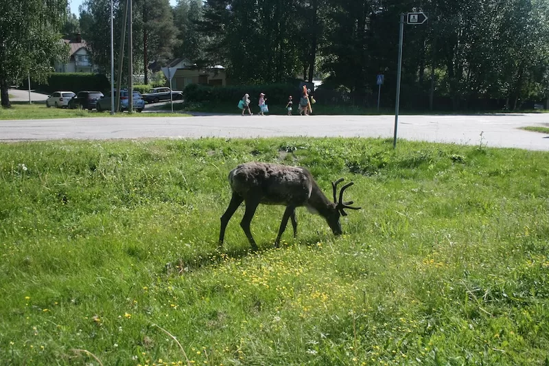 A lone reindeer pauses in the quiet heat of a Lapland afternoon.