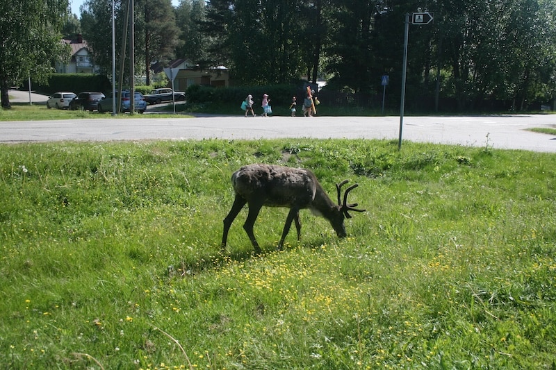A lone reindeer pauses in the quiet heat of a Lapland afternoon.