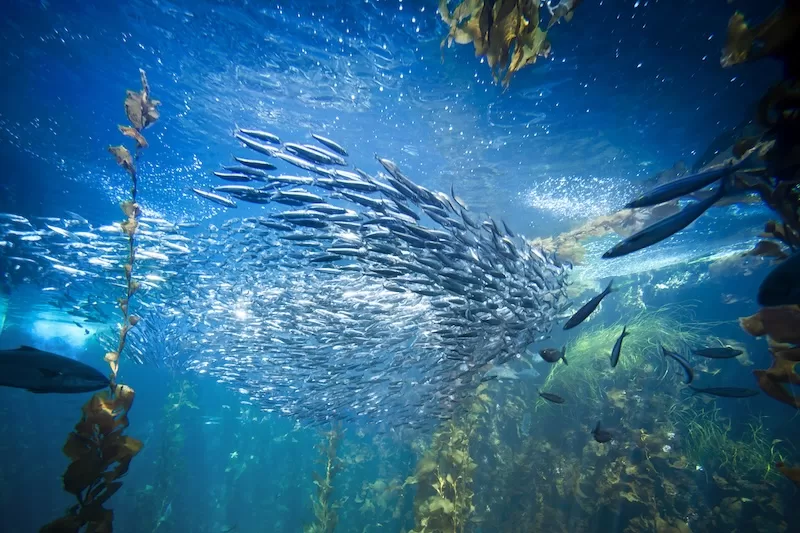 Scientists discovered vast pockets of freshwater below the Atlantic Ocean