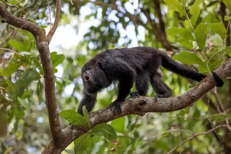 The howler monkeys always announce themselves when the rains return